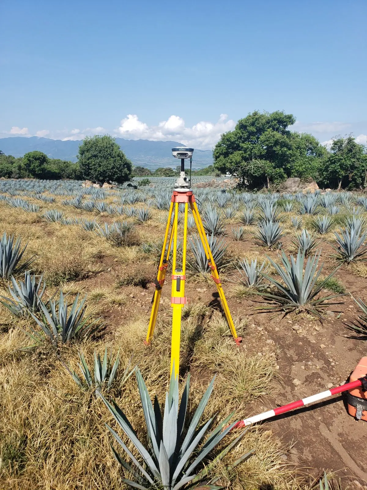 Receptor GNSS en tripié en plantío de agave
